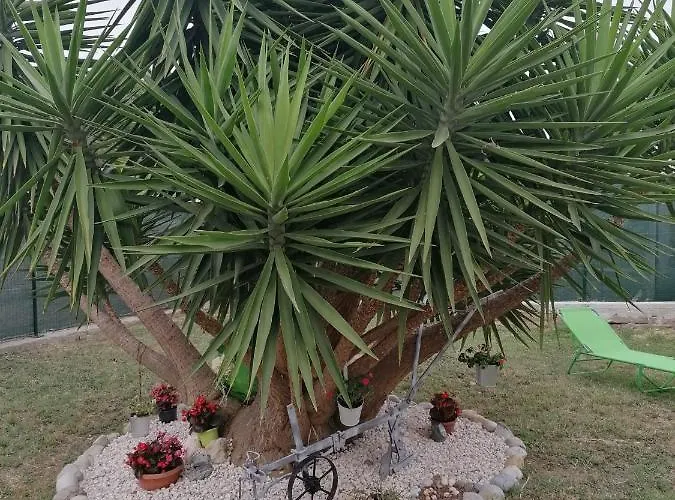 Montanari * Ортона